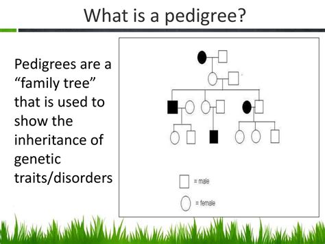 Pedigree Chart Definition Biology
