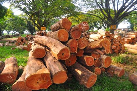 Pemanfaatan Hutan Produksi