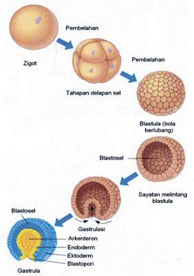 Pembelahan Zigot