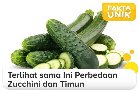 Penampilan Fisik Zucchini dan Timun