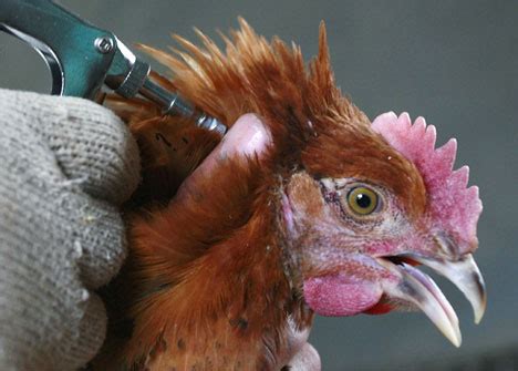 Pencegahan Terhadap Penyakit pada Ayam dengan Cara Alami