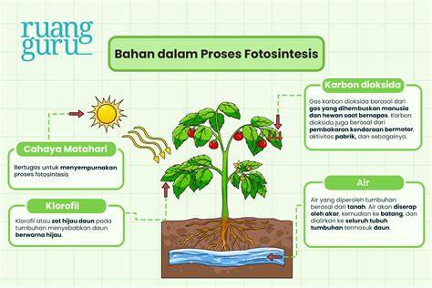 Pengertian Fotosintesis