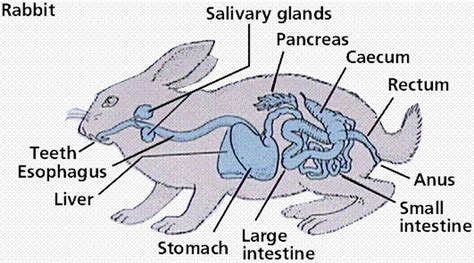 Pengubahan fisiologis pada kelinci hamil