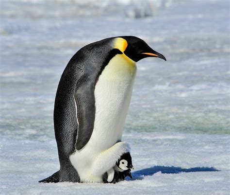 Penguin Emperor