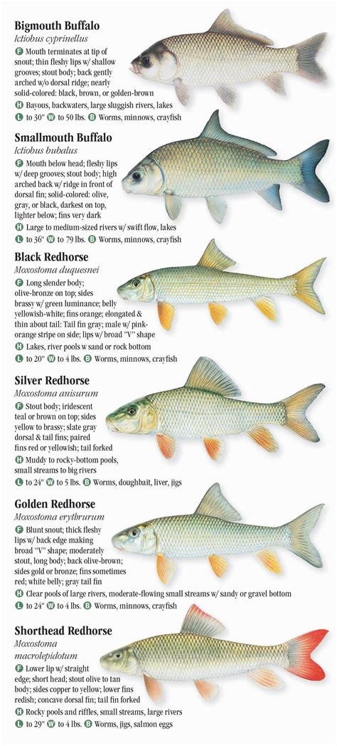 Pennsylvania Fish Species