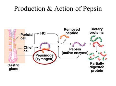 Pepsinogen to Pepsin