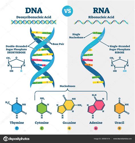Perbandingan DNA dan RNA