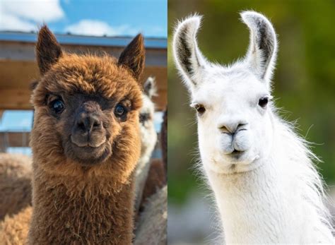 Perbedaan Llama Alpaca