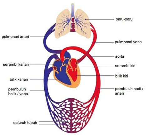 Peredaran Darah