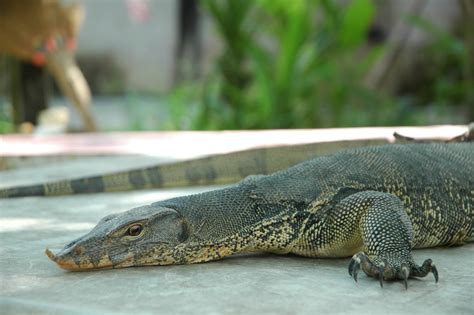 Perilaku Biawak