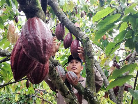 Perkebunan Kakao Jepang