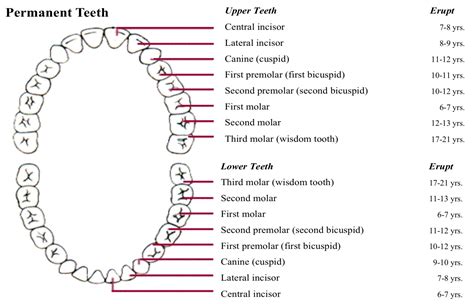 Permanent Dentition Eruption Chart