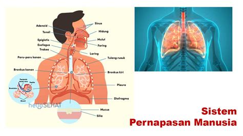Pernapasan
