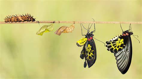 Personal Transformation