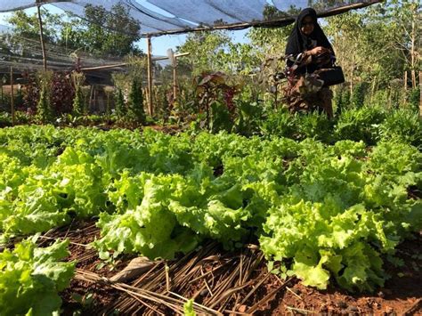 Pertanian Organik Indonesia