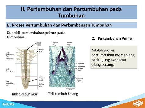 Pertumbuhan