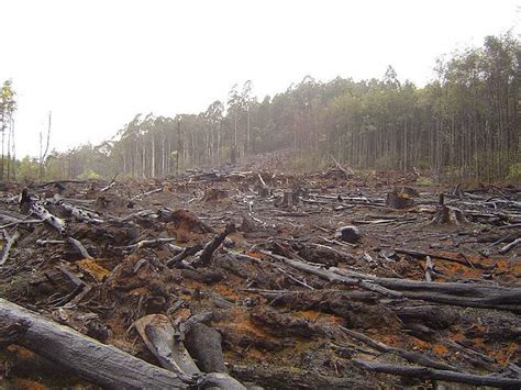 Perusakan Kawasan Hutan dan Lahan serta Dampaknya