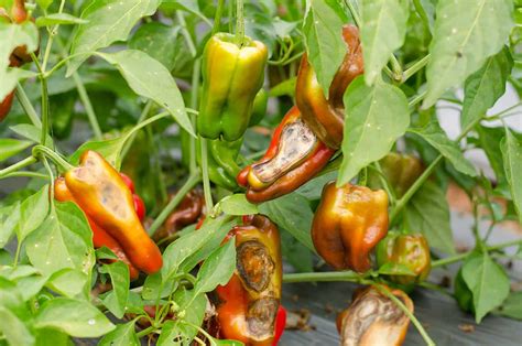Pest and Disease Control Peppers