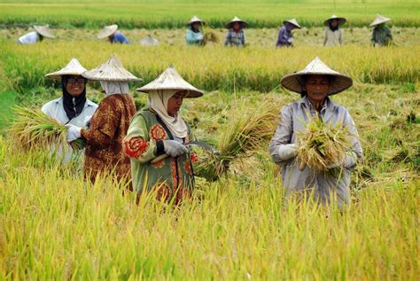 Petani