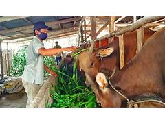 Peternakan Sapi di Indonesia Untuk Meningkatkan Kesejahteraan Ekonomi Pada Peternak