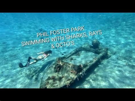 Phil Foster Park Tide Chart