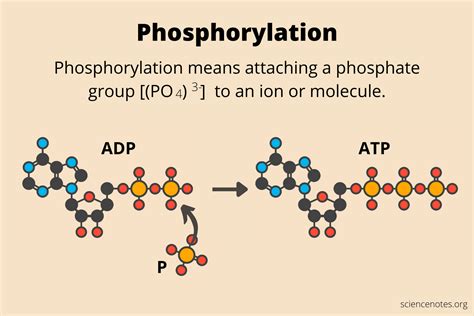 Phosphorylat… 