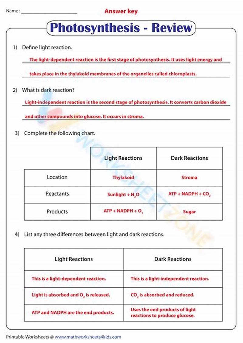 Photosynthesis Coloring Worksheet Answer Key