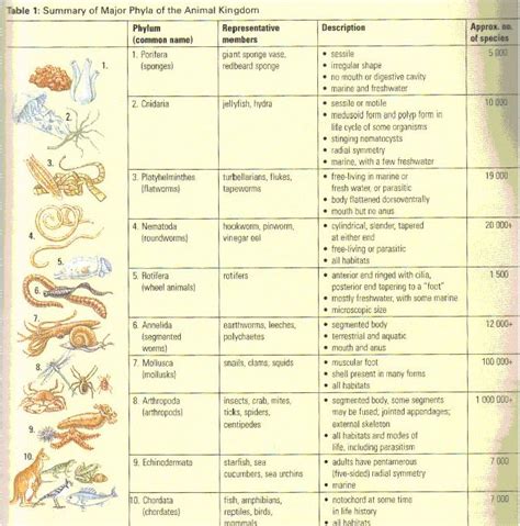 Phyla Of Animals Chart