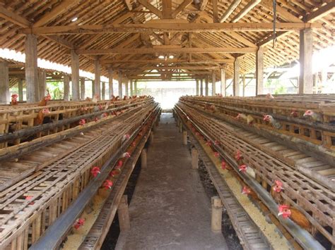 Pilih Lokasi yang Tepat untuk Membangun Kandang Ayam Minimalis dari Bambu
