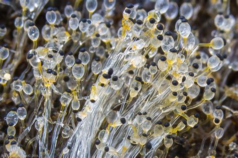 Pilobolus crystallinus