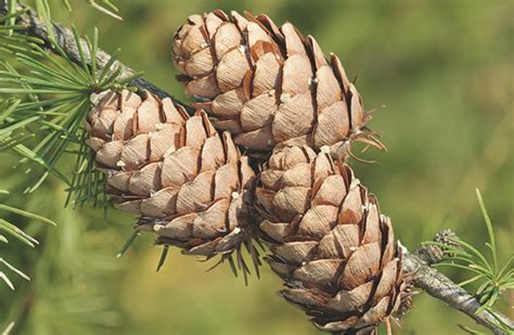 Pine cone