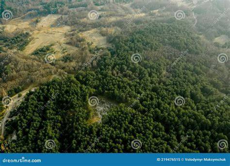 Pine forest