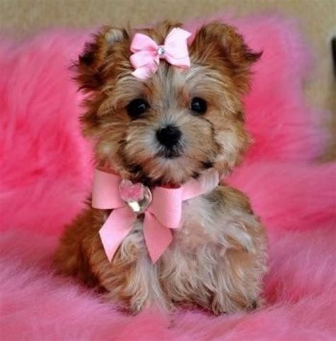 Pink Yorkie Puppies