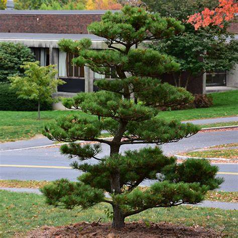 Pinus Thunbergii