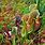 Pitcher Plant Sarracenia Purpurea