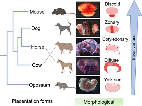 Placenta animal