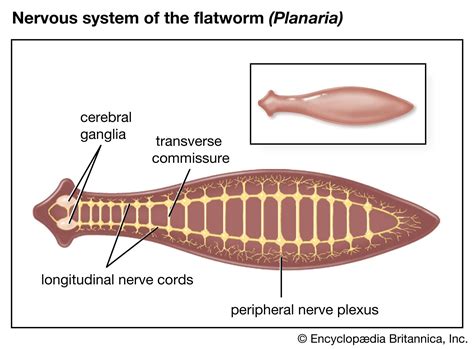Planaria
