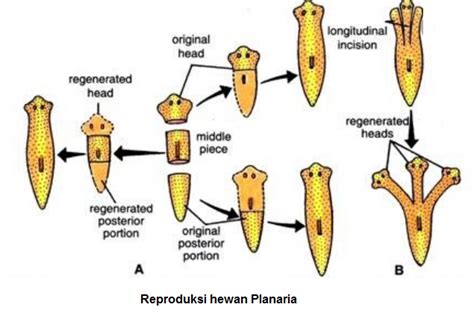 Planaria Membelah Diri