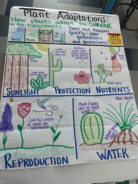 Plant Adaptations Anchor Chart