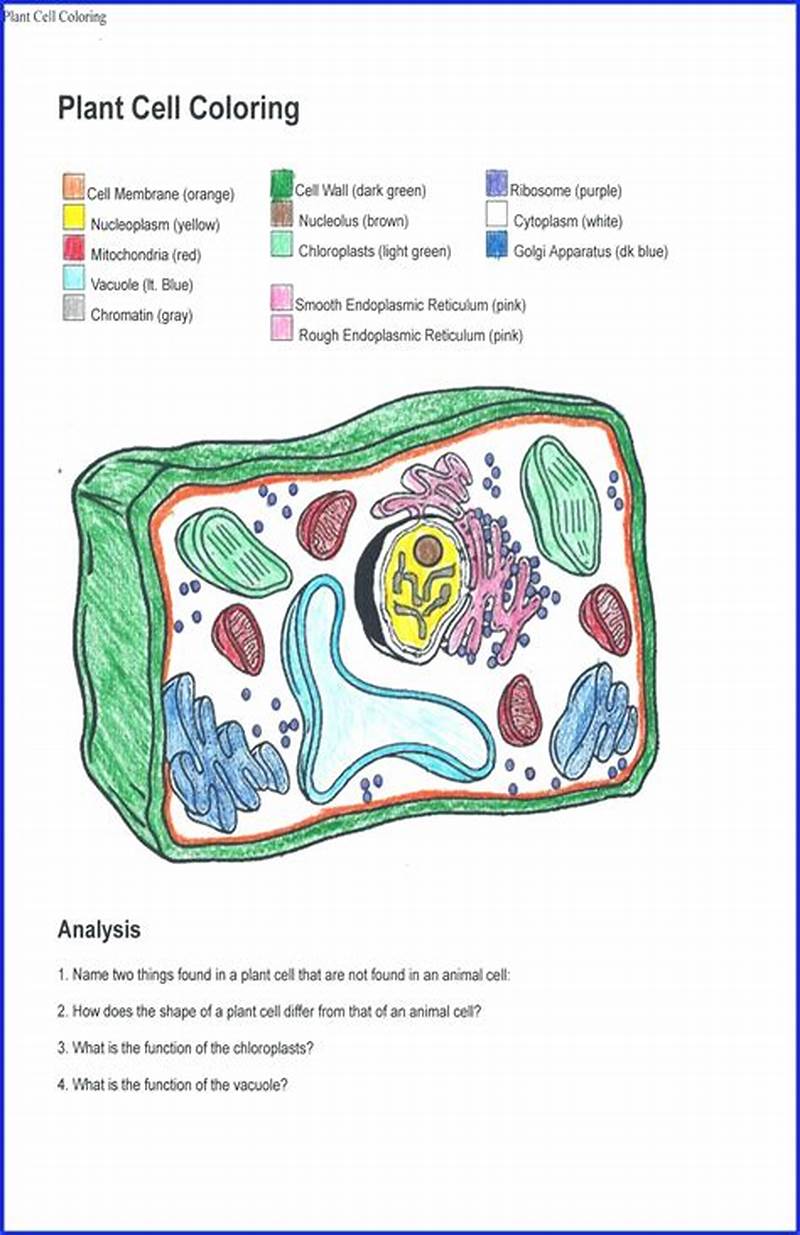 Plant Cell Coloring Worksheet Answer Key