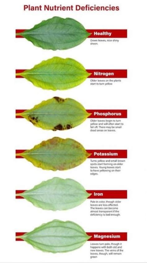 Plant Leaf Health Chart