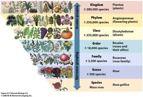 Plant Taxonomy Classification Chart