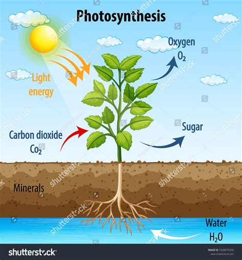 Plant photosynthesis