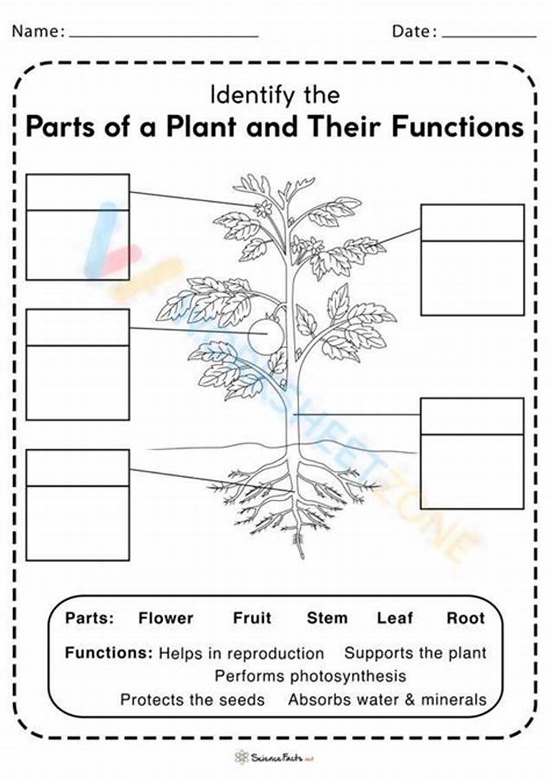 Plants Structure And Function Coloring Worksheet