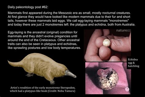 Platypus laying egg