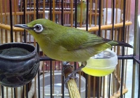 Pleci Salto