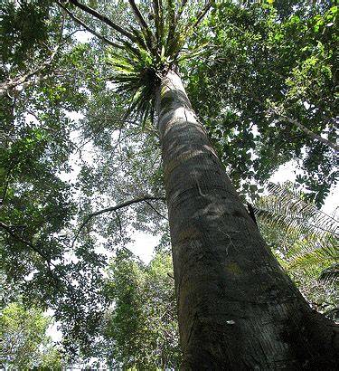Pohon Kokoh