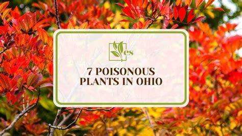Plants Ohio