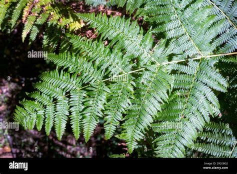 Polypodiophyta