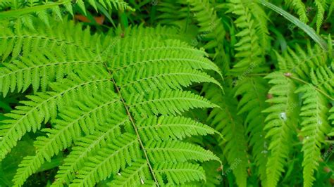 Polypodiophyta Ferns